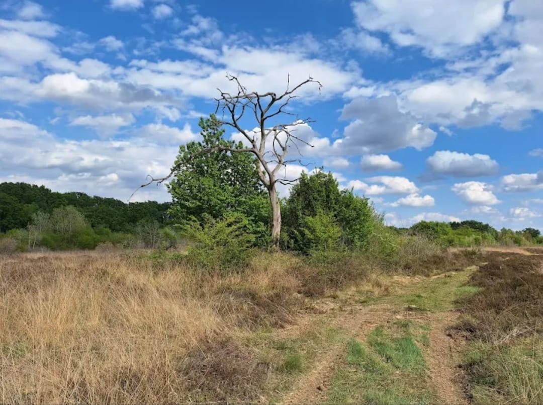 Lezione post Panettone Camminata Metabolica
