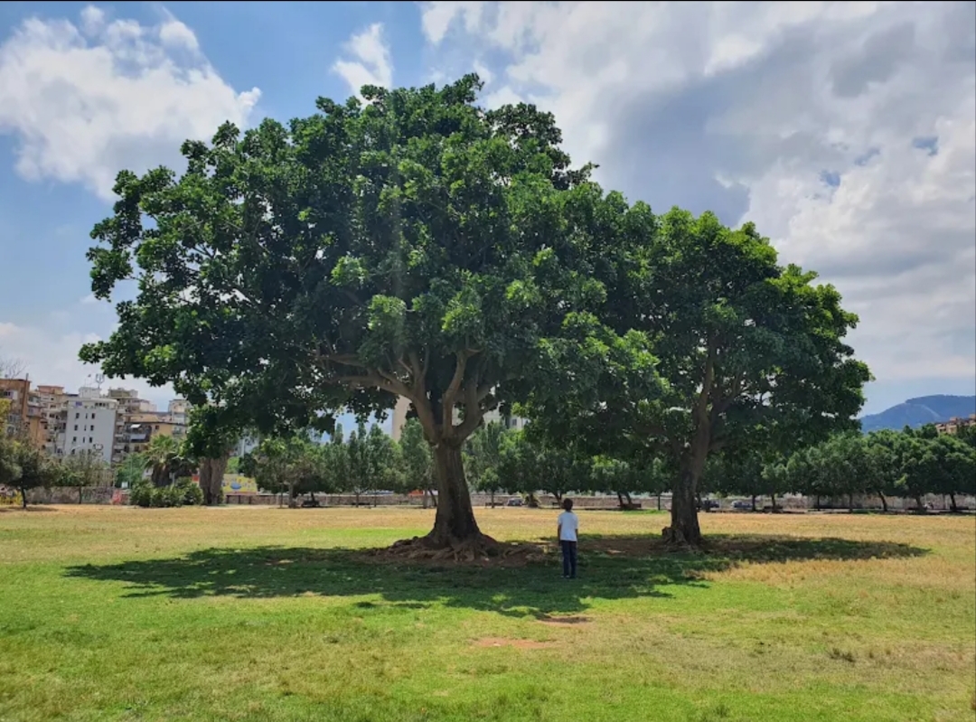 Giardino Vincenzo Florio, Case Rocca